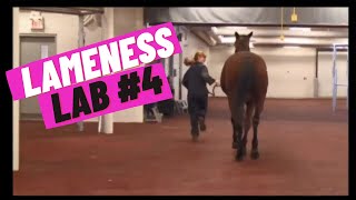 Lameness Lab 4 Is this horse lame [upl. by Harrow75]