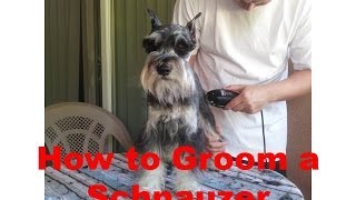 How to Groom a Miniature Schnauzer [upl. by Becket]