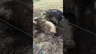 One Naive Decision Nearly Destroyed My Pig Farm pasturedpigs mangalitsa [upl. by Rolyt]