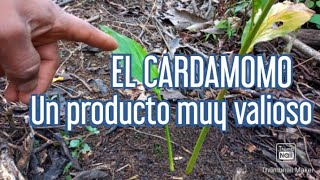 cardamomo nuestro cultivo [upl. by Anerom]