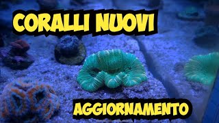 Nuovi CORALLI e Aggiornamento Acquario Marino  Novembre [upl. by Ahsiek]