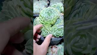 1000 Succulents Grow Tips succulent plants garden [upl. by Rebecka]