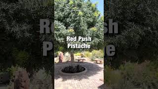 Desert Plant Red Push Pistache Pistacia x Red Push [upl. by Ruddie]