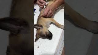 Amoxicillin injections on puppy shortvideo [upl. by Alyled]