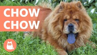 CHOW CHOW DOG  The Little Lion Breed [upl. by Goodhen]