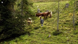 Almen in Österreich Vom Leben mit der Natur [upl. by Ponton]