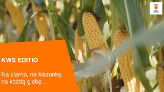 KWS EDITIO  Na ziarno na kiszonkę na każdą glebę… [upl. by Apul709]