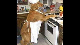 Chef Dog [upl. by Nenerb]