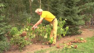 Hortensia snoeien  Hortensia onderhoud buiten  Tuinieren met Hendrik Jan de Tuinman [upl. by Burnight]