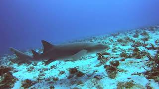 2022 Cozumel Reef Dive with Scuba Du [upl. by Lucita]