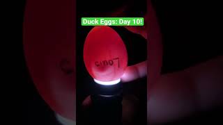 Candling Duck Eggs Day 10 shorts babyducks eggcandling [upl. by Alocin]