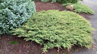 Juniperus communis Green Carpet Dwarf Spreading Common Juniper January 31 2020 [upl. by Irrep727]