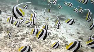 Schooling Bannerfish [upl. by Esta]