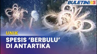 UNIK  Teratai Laut Paling ‘Rare’ Ditemui Di Antartika [upl. by Anillek]