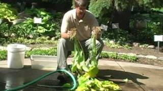 How to dig and divide Hostas Part 3 Dividing a Hosta [upl. by Felice574]