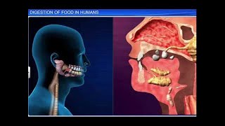 CBSE Class 11 Biology  Digestion of Food [upl. by Odnama264]