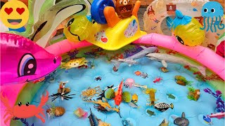 ANIMALS FOR TODDLERS RED GURNARD PORCUPINEFISH BLUE RING OCTOPUS AND OTHERS [upl. by Treacy]