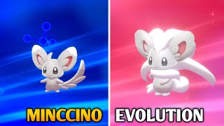 How To Evolve Minccino Into Cinccino In Pokemon Sword amp Shield  Galar Pokedex [upl. by Nilats]