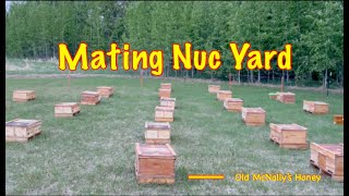 Mating Nuc Yard [upl. by Rogergcam]