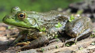 Tiny Flies fly around small Bullfrog [upl. by Atekal]