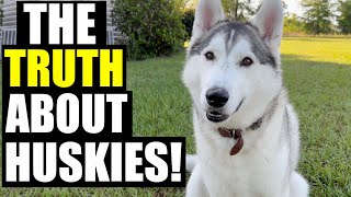 The TRUTH About Owning A Siberian Husky [upl. by Atirac]