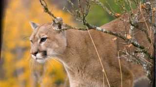 felinos el puma leon de montaña [upl. by Dammahum]