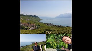 Lavaux Vineyard a UNESCO World Heritage site by the tourist train LAVAUX EXPRESS [upl. by Savil662]