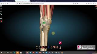 ANATOMIE 3D  MEMBRANE SYNOVIALE amp BOURSES SÉREUSES de l’ARTICULATION du GENOU [upl. by Nayhr760]