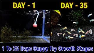 Guppy Fry Growth Stages Day 1 To Day 35 [upl. by Cristin326]