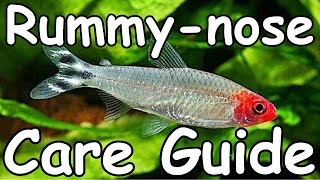 Rummynose Tetra Care Guide  Hemigrammus rhodostomus [upl. by Ylicis969]