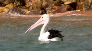 Australian Pelican Pelecanus conspicillatus  Brillenpelikan 3 [upl. by Svend]