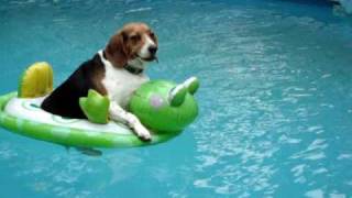 Dog on floatie [upl. by Ebert]