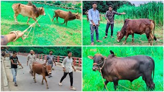 🤨 কি সাংঘাতিক বিস্ফোরক কুরবানির গরু কিনে নিলাম [upl. by Kerrin]