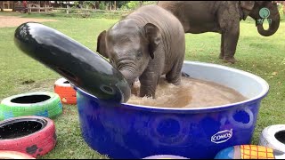 Top Ten Baby Elephants At Play  Elephantnews [upl. by Stroud873]