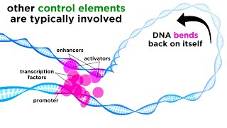 Regulation of Gene Expression Operons Epigenetics and Transcription Factors [upl. by Llertnor]