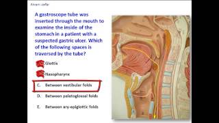 Which visceral spaces in the neck are passed through by a gastroscope [upl. by Chatwin33]