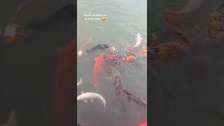 Carpas koi carpfishing argentina fishing fish [upl. by Olrac669]