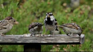 Spanish Sparrows feeding on a bird table  Ghadira Malta [upl. by Acinoev613]