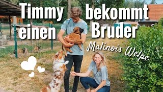 Malinois Welpen abholen  ein Belgischer Schäferhund Welpe zieht ein [upl. by Khosrow220]