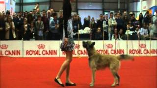 Esibizione dogdance  Esposizione Canina Bastia Umbra 09 10 2011 [upl. by Namharludba81]