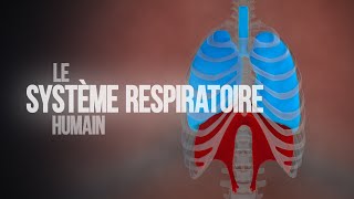 Comment fonctionne le système respiratoire humain  Animation [upl. by Merchant]