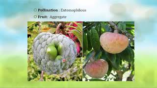 Study of Plant Family AnnonaceaeSYBSc eBotanyDr Gitanjali Shelar [upl. by Solotsopa]