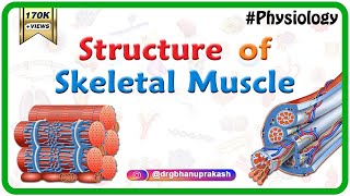 Structure of a skeletal muscle  Muscle Physiology Animations  USMLE videos [upl. by Adleremse]