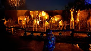 LANTERN amp LIGHTS AT CHESTER ZOO JORDAN MAKISIG🇵🇭🇬🇧 [upl. by Euqinemod]