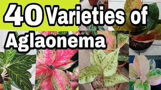 Aglaonema varieties with namesmga pangalan ng halaman [upl. by Godfree]