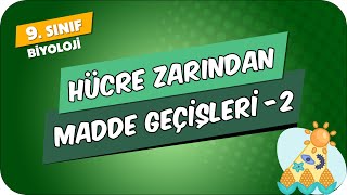 Hücre Zarından Madde Geçişleri  2  9Sınıf Biyoloji 2024 [upl. by Riker]