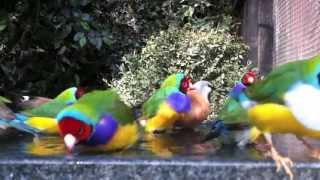 Gouldian finches bathing with their friends in an outdoor planted aviary [upl. by Eilatan756]