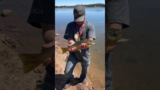 Beautiful Brown Trout Catch And Release Dowdy Lake In Larimer County Colorado fishing shorts [upl. by Adieno54]