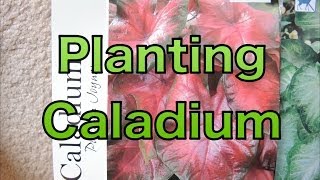 Planting Caladium Bulbs  Lets get a head start [upl. by Anirtal]