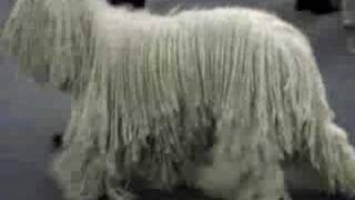 Komondor Dog Movie [upl. by Chevy]